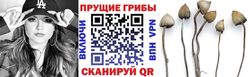 Галлюциногенные грибы Psilocybe  Купить где  Жуковка 